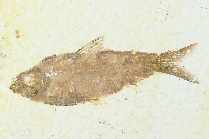 Fossil Fish (Knightia) - Wyoming #143454